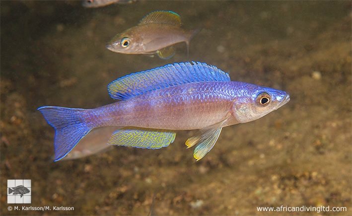 Cyprichromis leptosoma 'Cape Mpimbwe'